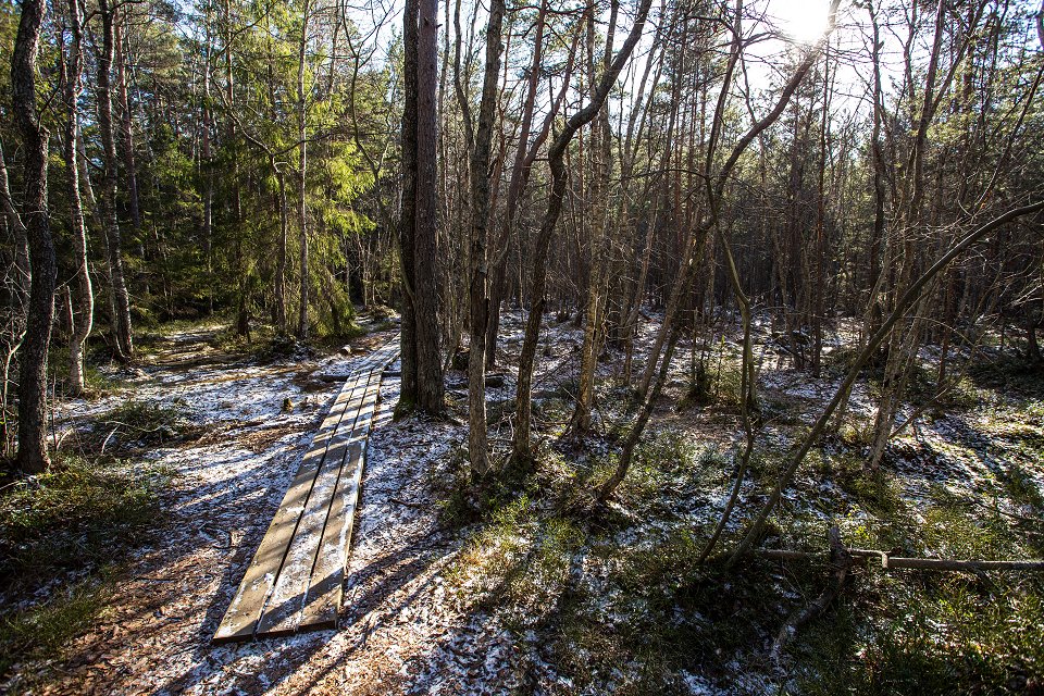 Törnskogens naturreservat - mars 2017 gangbro tornskogen