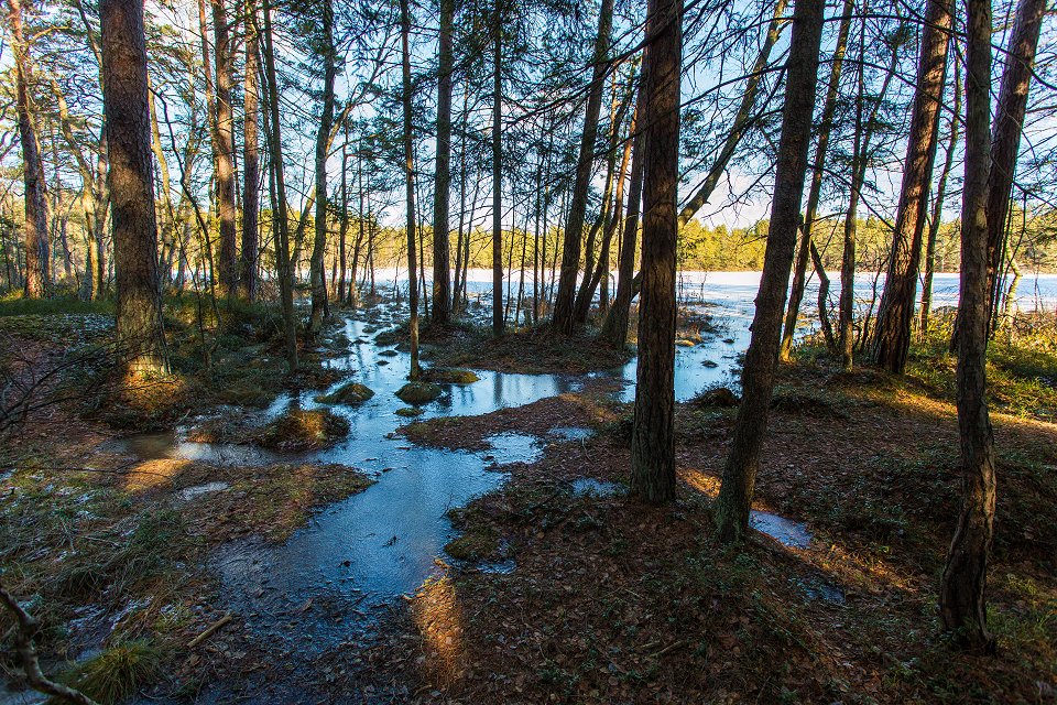 Törnskogens naturreservat - mars 2017 grastuvor is snuggan
