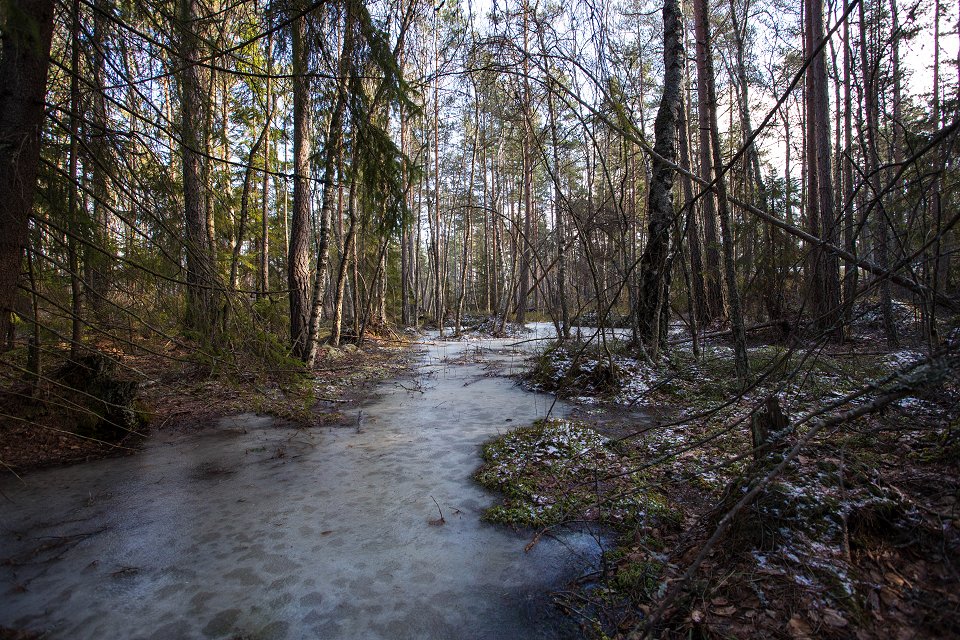 Törnskogens naturreservat - mars 2017 is i skogen
