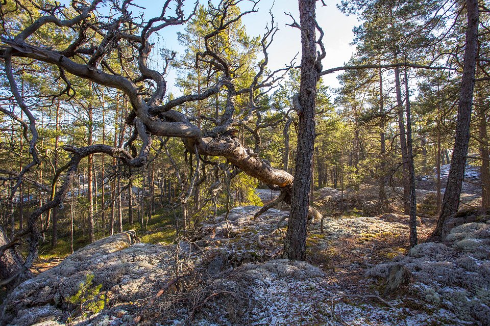Törnskogens naturreservat - mars 2017 knotigt trad