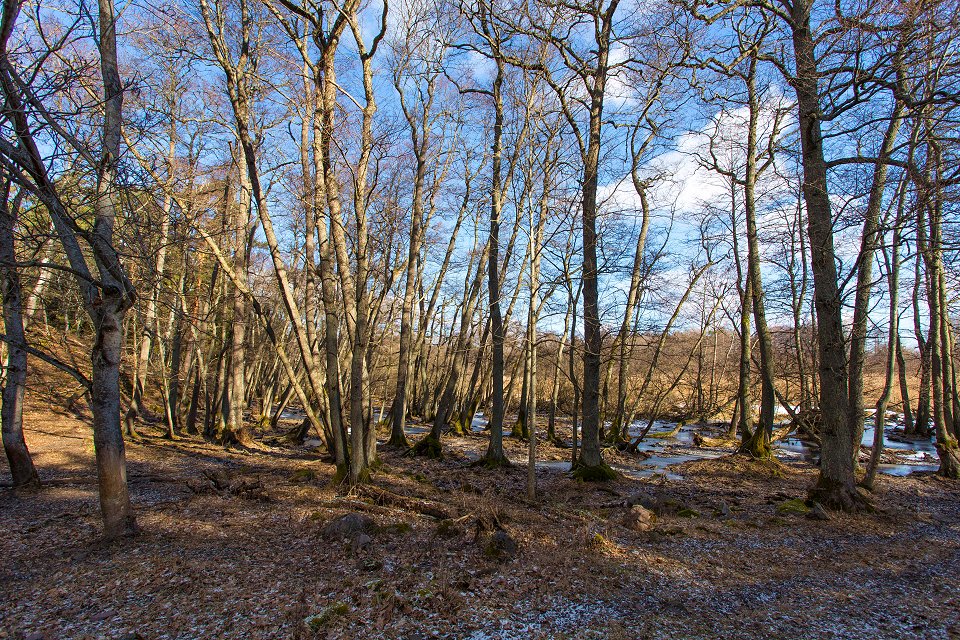 Törnskogens naturreservat - mars 2017 trad norra tornskogen