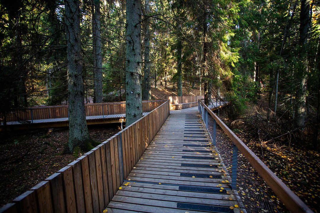Tyresta nationalpark - oktober 2018 brygga i skogen