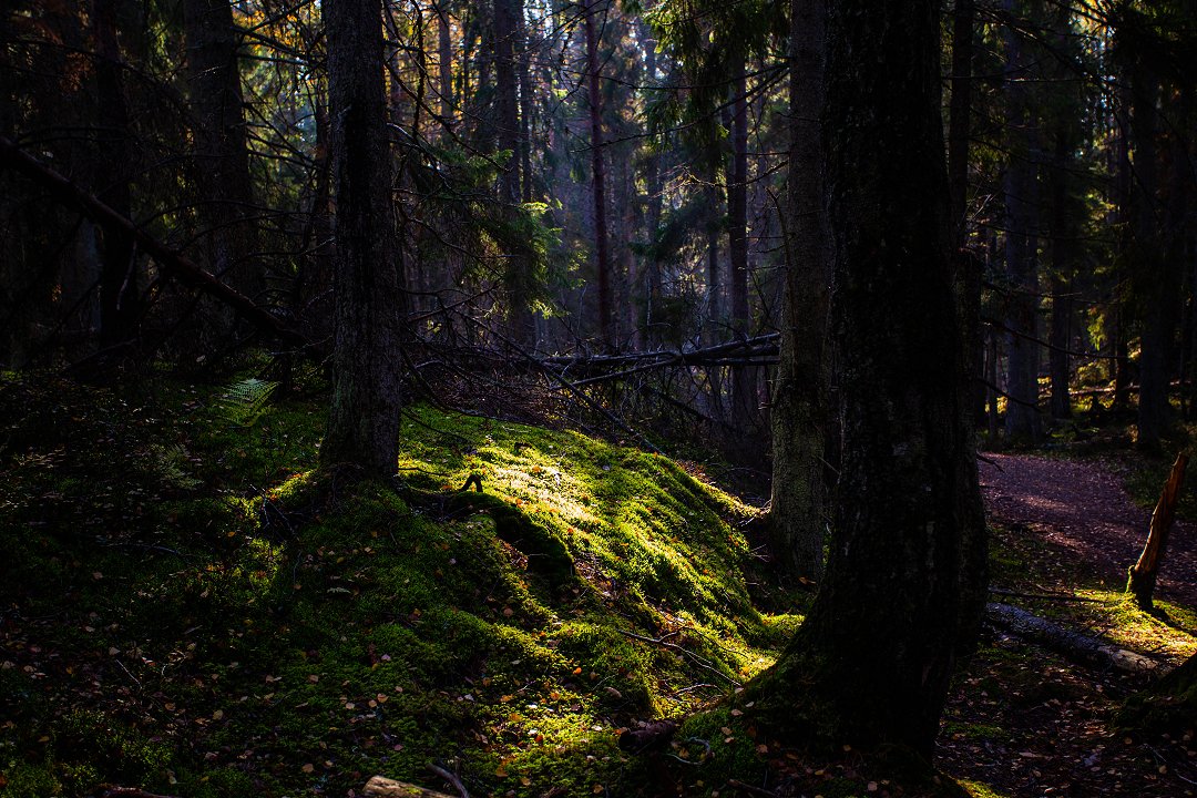 Tyresta nationalpark - oktober 2018 trollskog