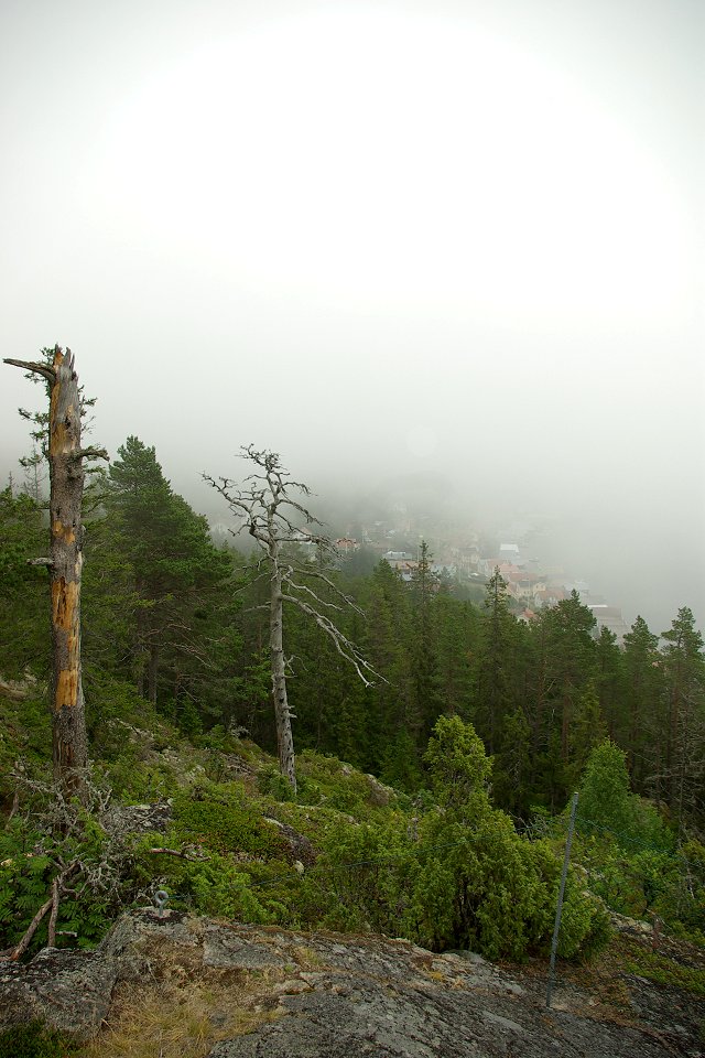 Ulvön - juli 2009 dimma