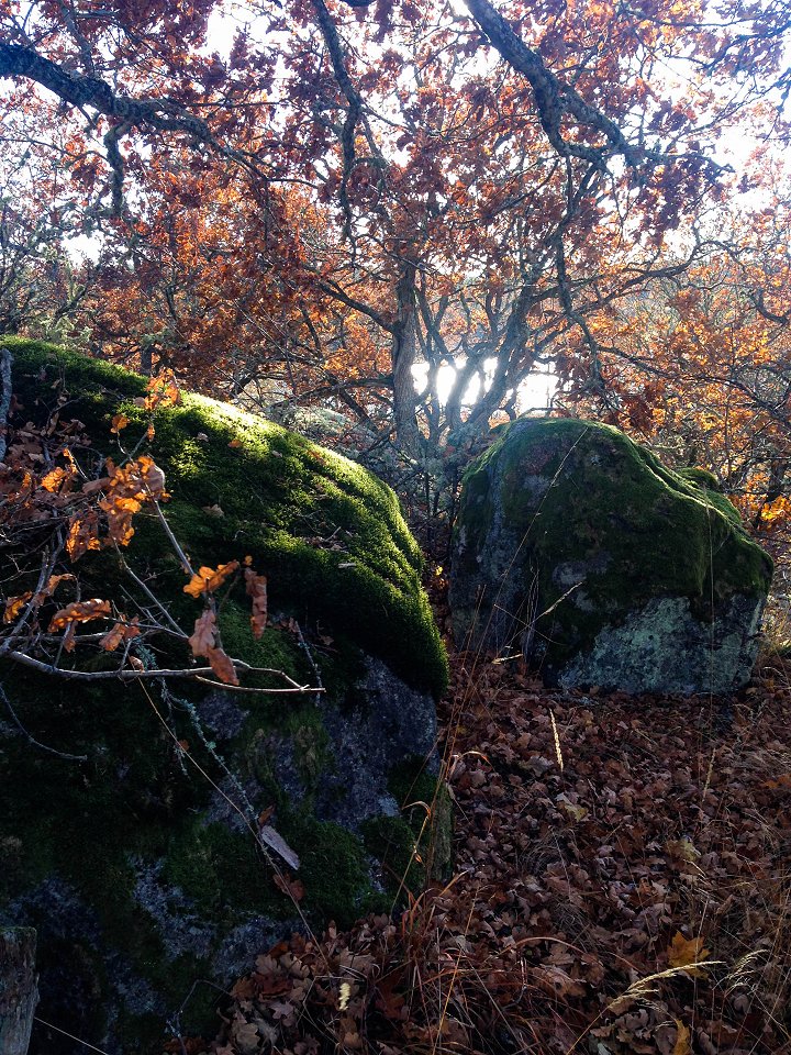 Uvbergets naturreservat - oktober 2016 grona stenar