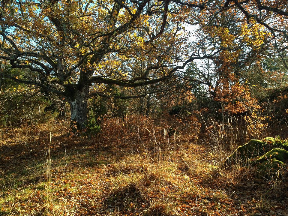 Uvbergets naturreservat - oktober 2016 hostens farger