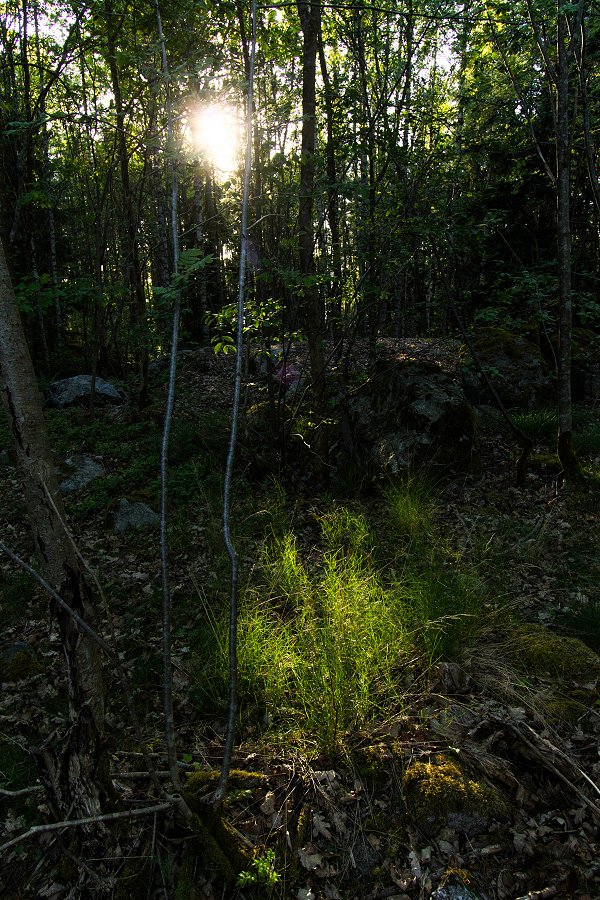 Görvälns slott - maj 2016 skog ljus