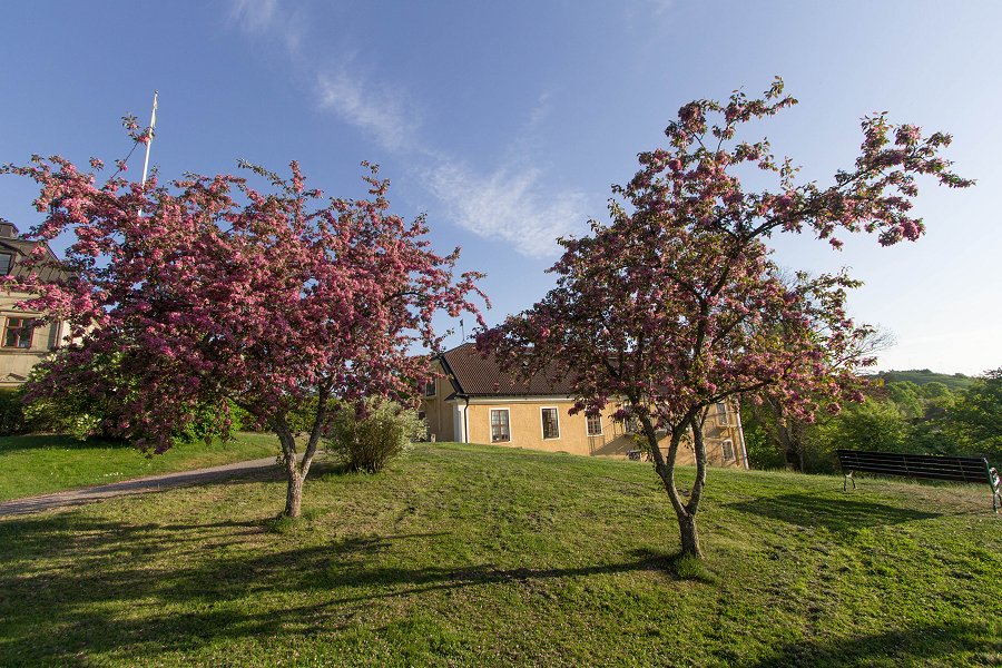Görvälns slott - maj 2016 trad i blom