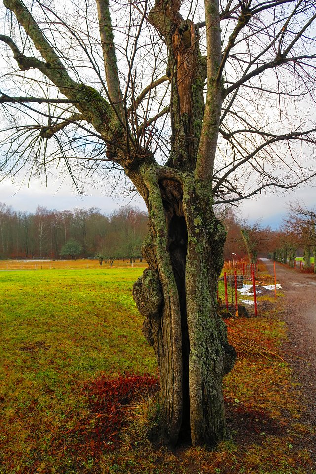 Skokloster slott - januari 2018 hollow tree