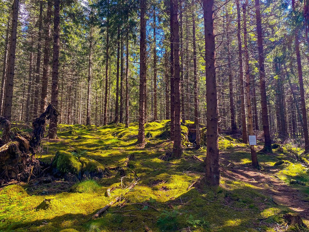 Siggebohyttegruvan, Lindesberg - juli 2022 mossig skog