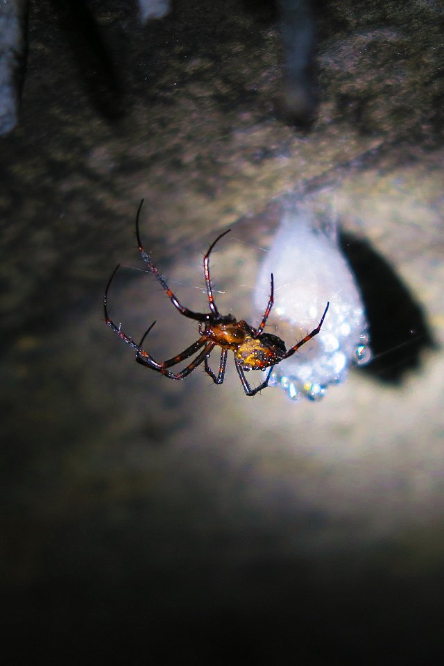 Stribergs gruvfält - juli 2017 spiderman spider