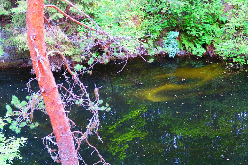 Svinryggens gruvområde Norberg - juli 2017 alger i dagbrottet
