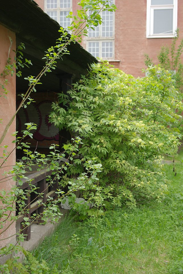 Beckomberga mentalsjukhus - maj 2009 buske